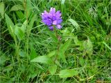 Campanula glomerata