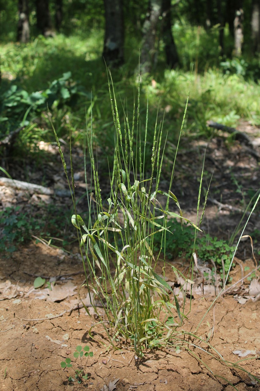 Изображение особи Aegilops cylindrica.