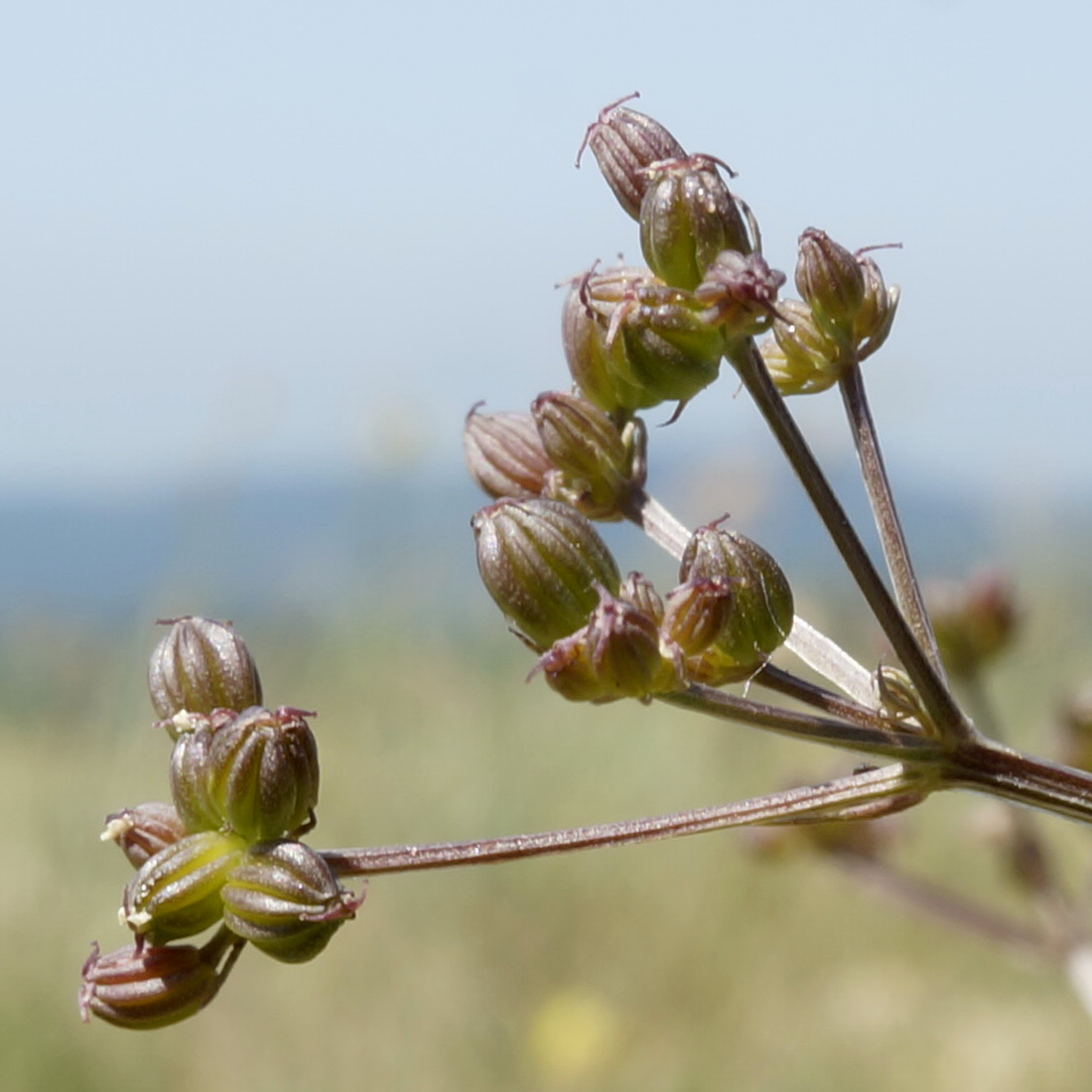 Image of Trinia biebersteinii specimen.