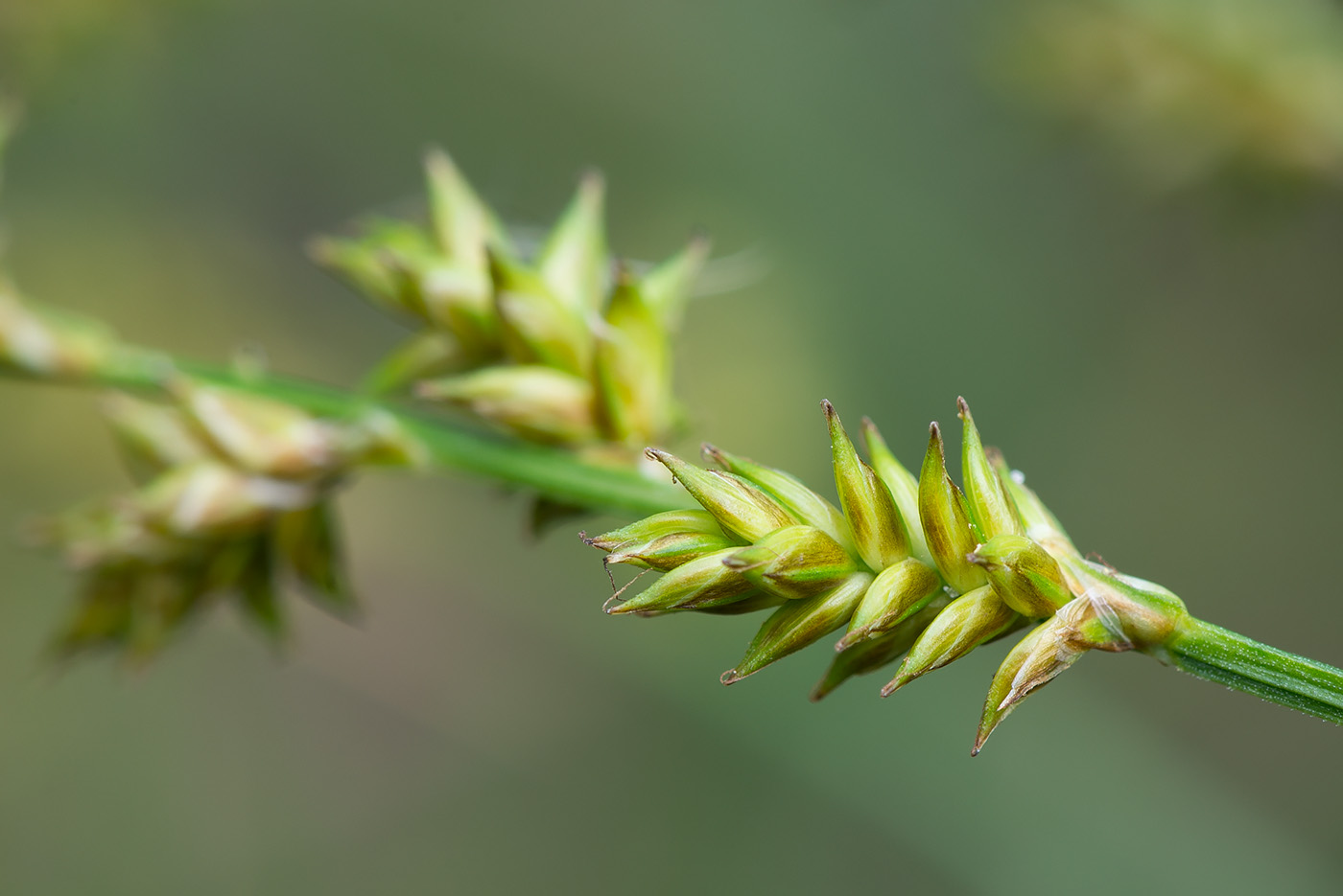 Изображение особи Carex elongata.