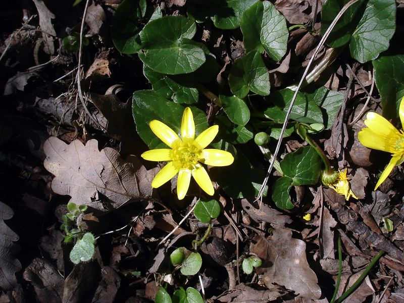 Image of Ficaria calthifolia specimen.