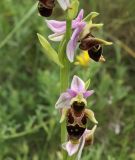 Ophrys oestrifera