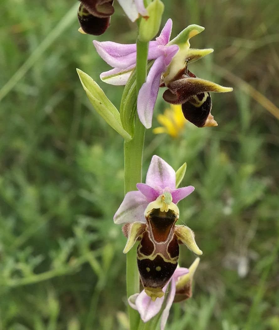 Изображение особи Ophrys oestrifera.