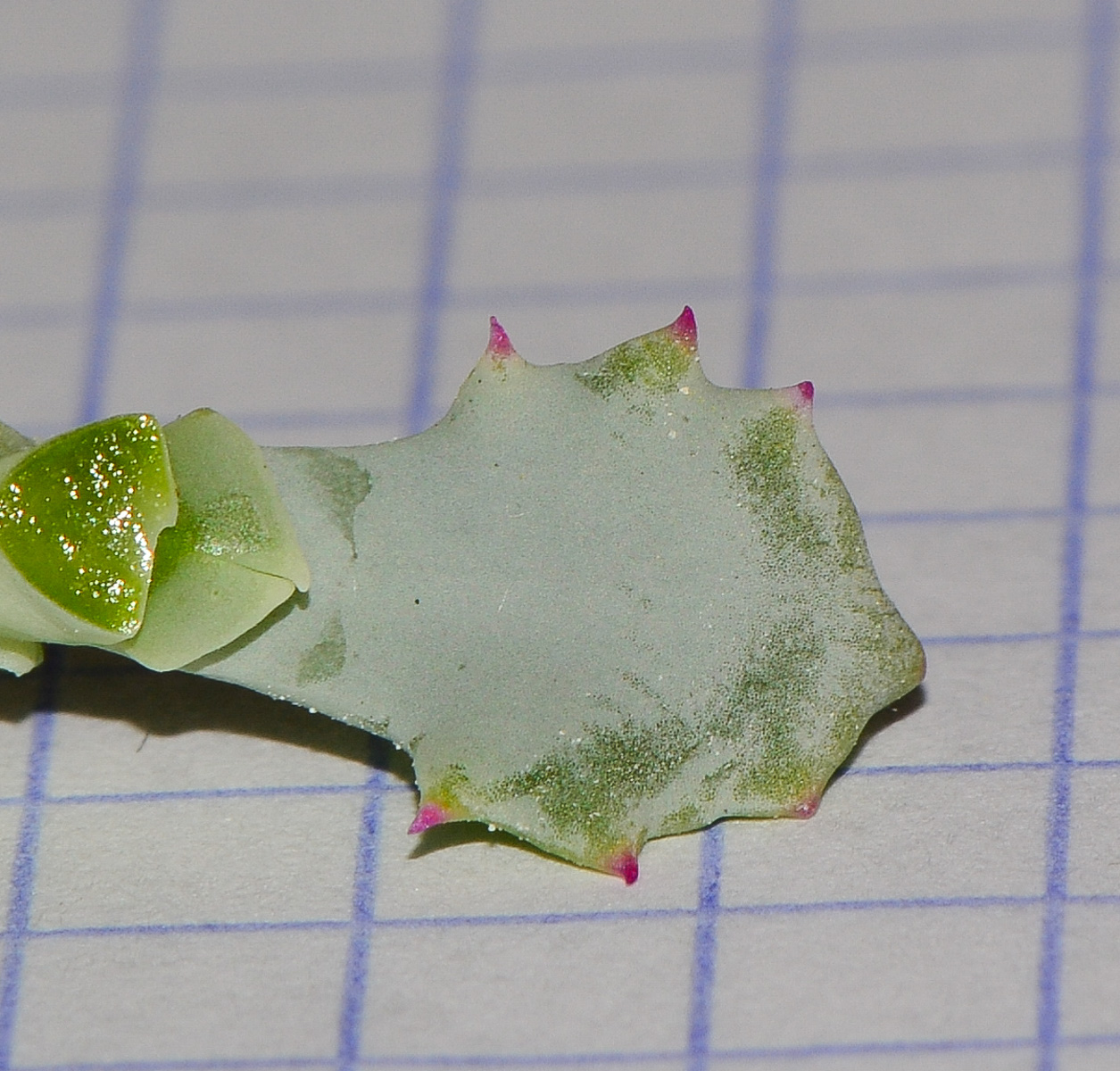 Изображение особи Lampranthus deltoides.