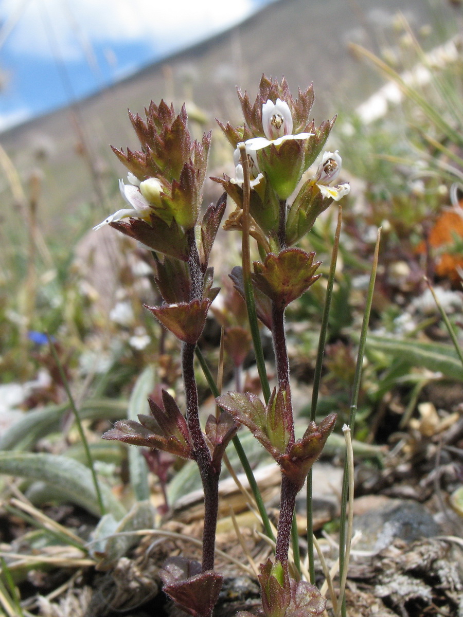 Image of Euphrasia drosophylla specimen.