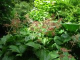 Rodgersia podophylla. Отцветшее растение. Волгоград, Ботсад ВГСПУ, в культуре. 16.06.2017.