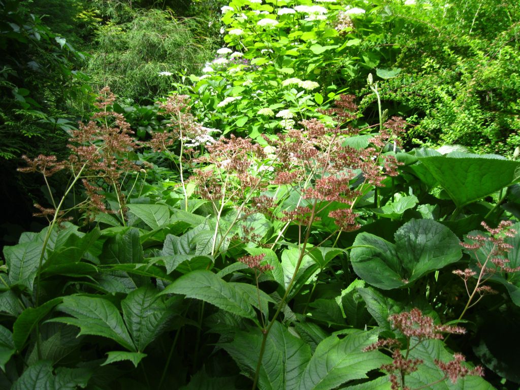 Изображение особи Rodgersia podophylla.