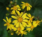 Farfugium japonicum