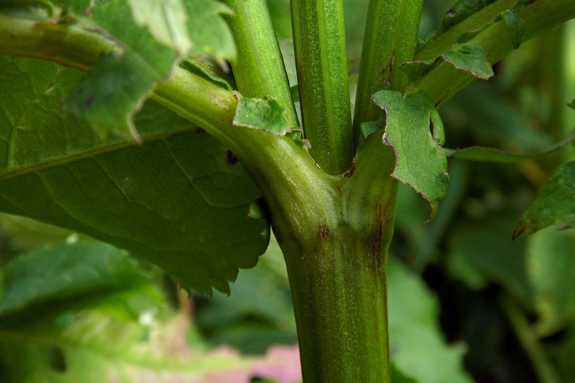 Image of Cephalaria gigantea specimen.