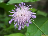 Knautia arvensis