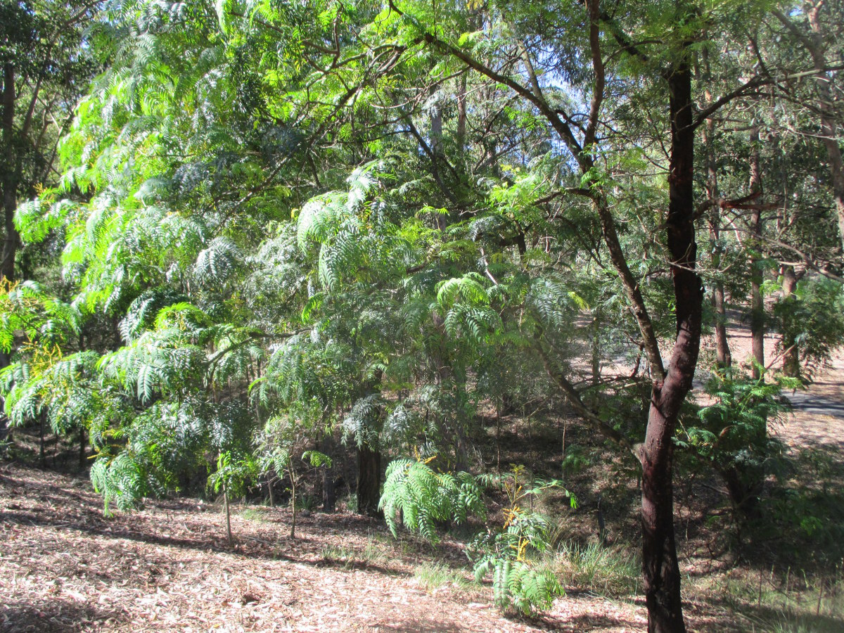 Image of Acacia elata specimen.