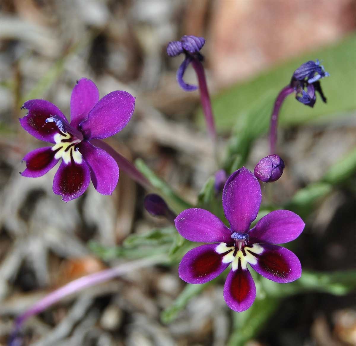 Image of Lapeirousia jacquinii specimen.