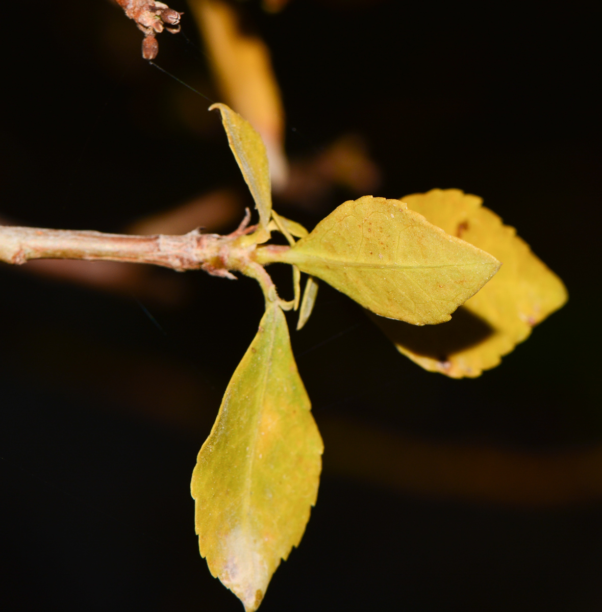 Image of Commiphora habessinica specimen.