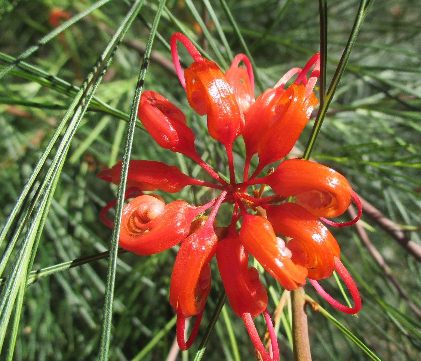 Изображение особи Grevillea johnsonii.