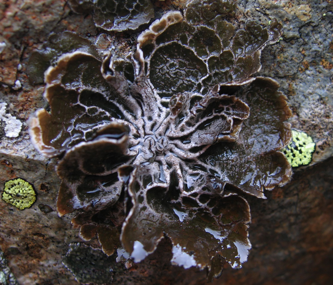 Image of Umbilicaria decussata specimen.