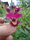 Antirrhinum majus