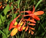 Crocosmia × crocosmiiflora. Соцветие. Испания, Галисия, национальный парк \"Атлантические острова Галисии\", архипелаг Cies, о. Monteagudo, обочина тропы. Июль.