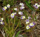 Pinguicula spathulata. Цветущие растения. Магаданская обл., окр. г. Магадан, п-ов Старицкого, сопка Марчеканка, нивальная лужайка. 26.06.2016.