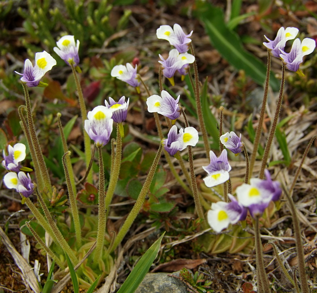 Изображение особи Pinguicula spathulata.