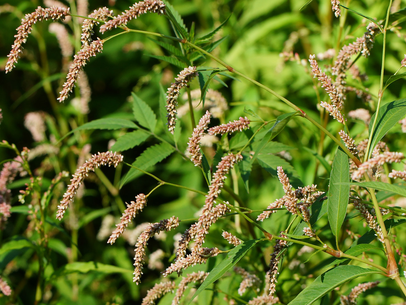 Изображение особи Persicaria lapathifolia.