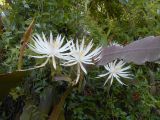Epiphyllum hookeri