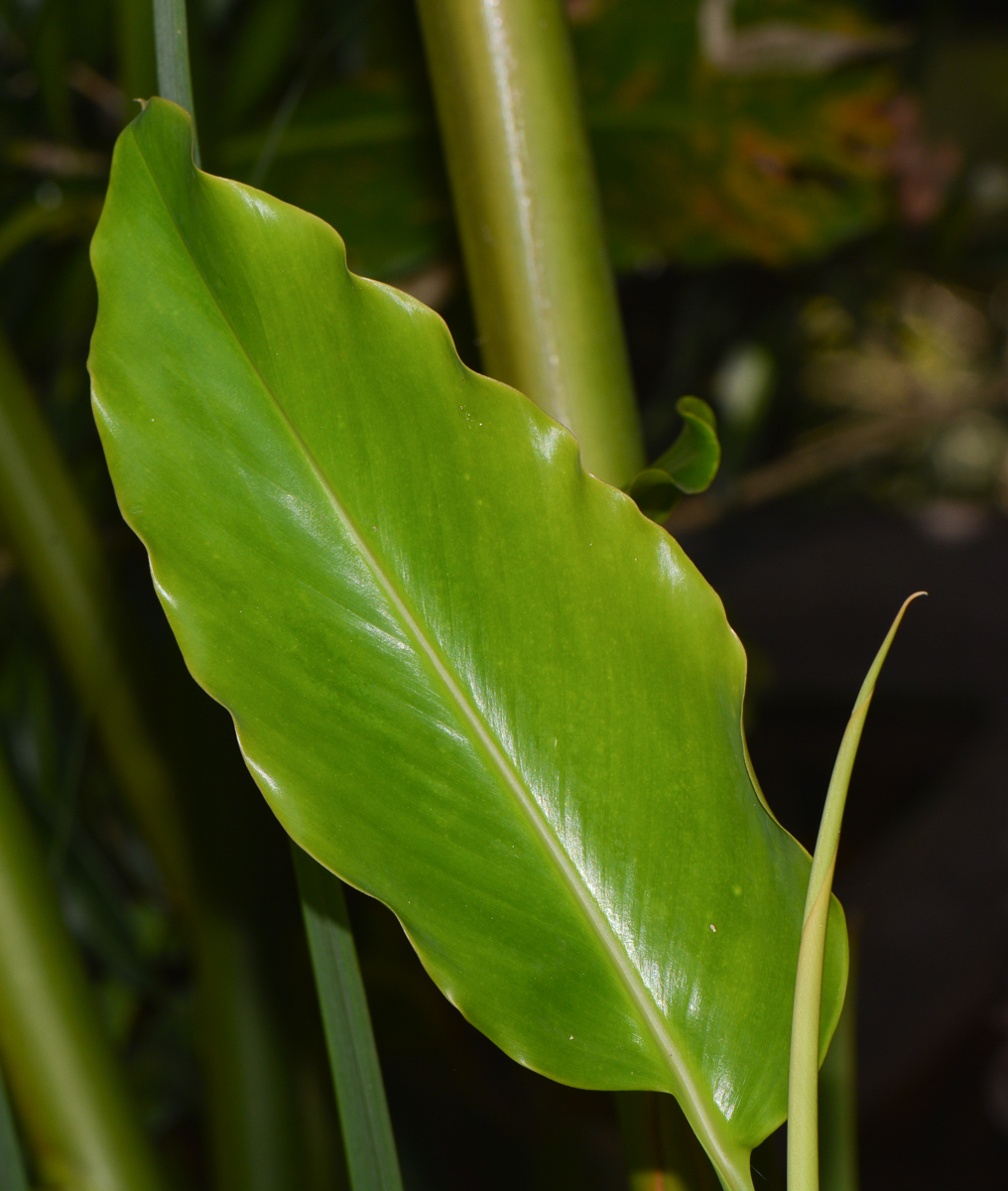 Image of Etlingera elatior specimen.