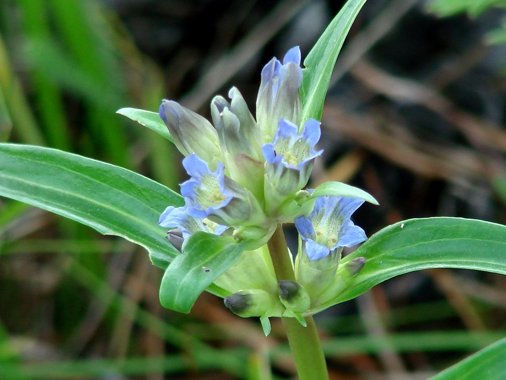 Изображение особи Gentiana macrophylla.