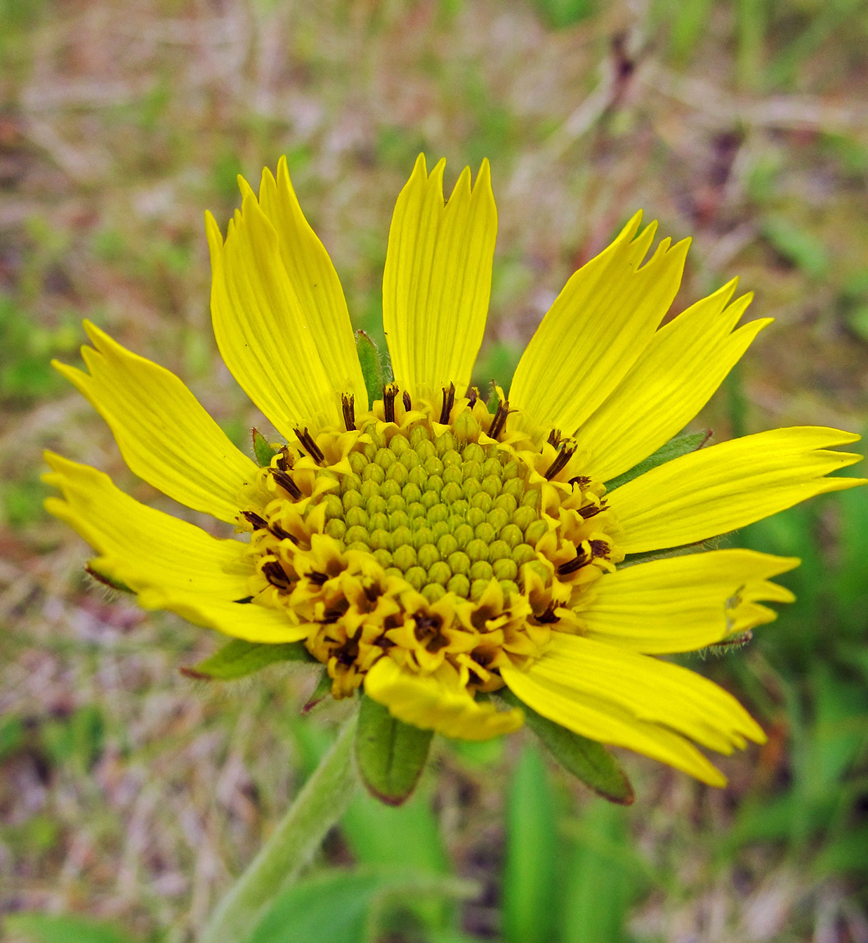 Изображение особи Arnica unalaschcensis.