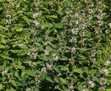 Mentha arvensis