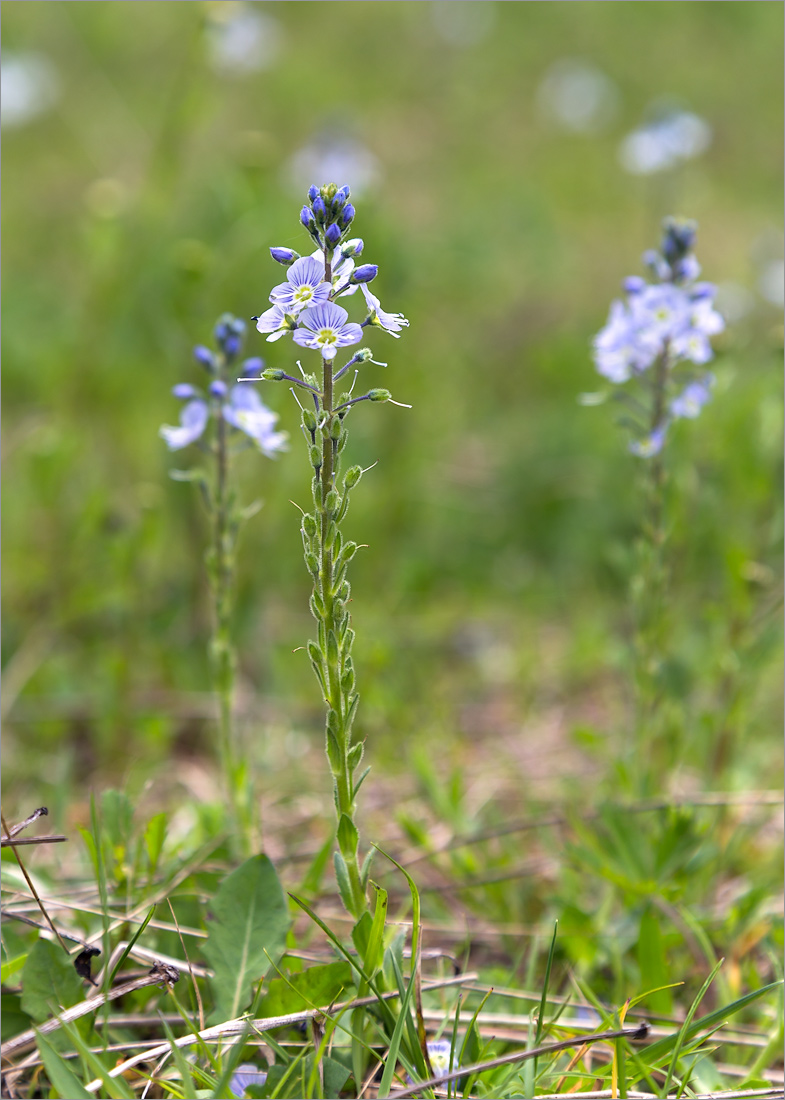 Image of Veronica gentianoides specimen.