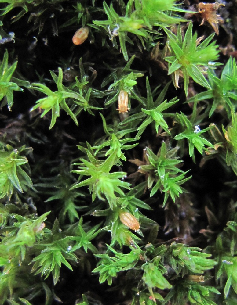 Image of genus Orthotrichum specimen.