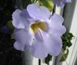 Thunbergia laurifolia