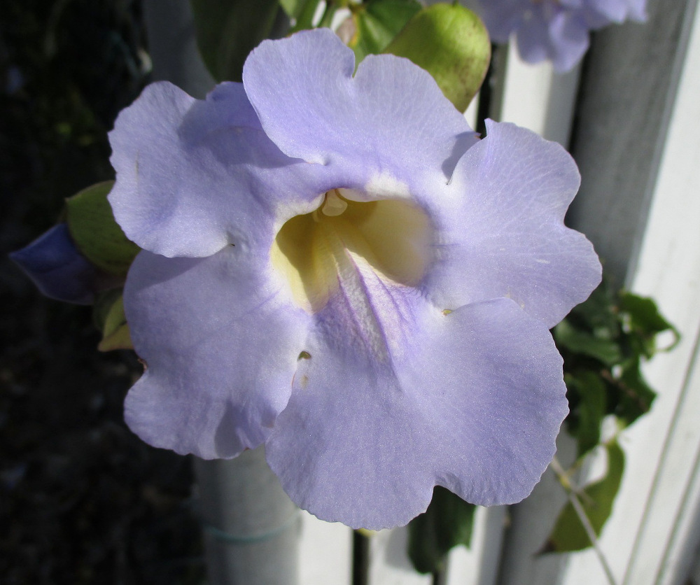 Image of Thunbergia laurifolia specimen.