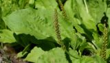 Plantago major