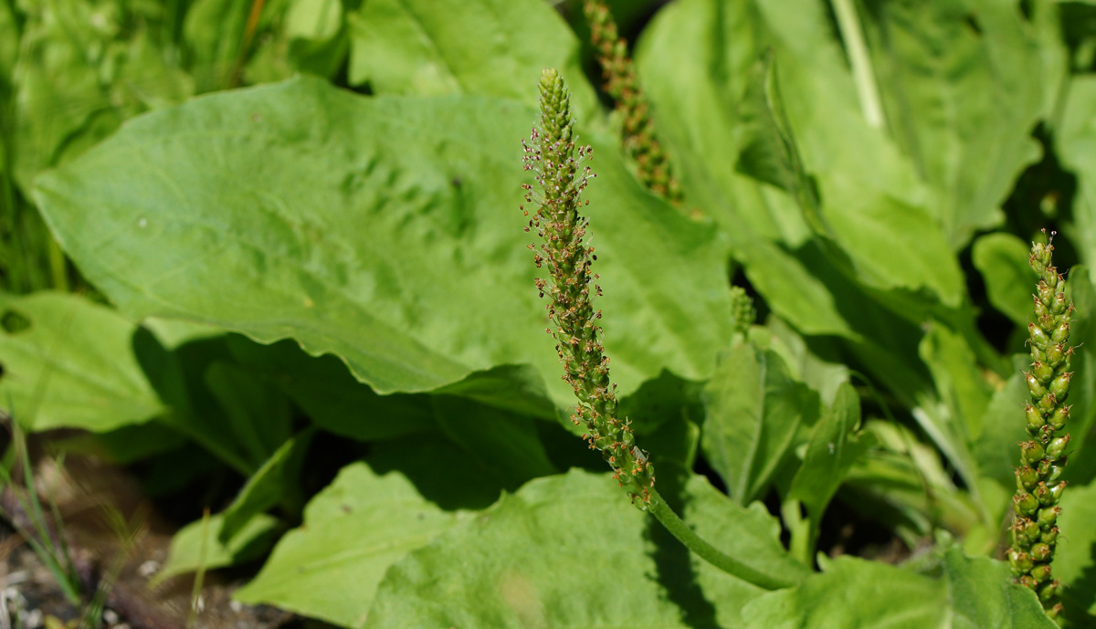 Изображение особи Plantago major.