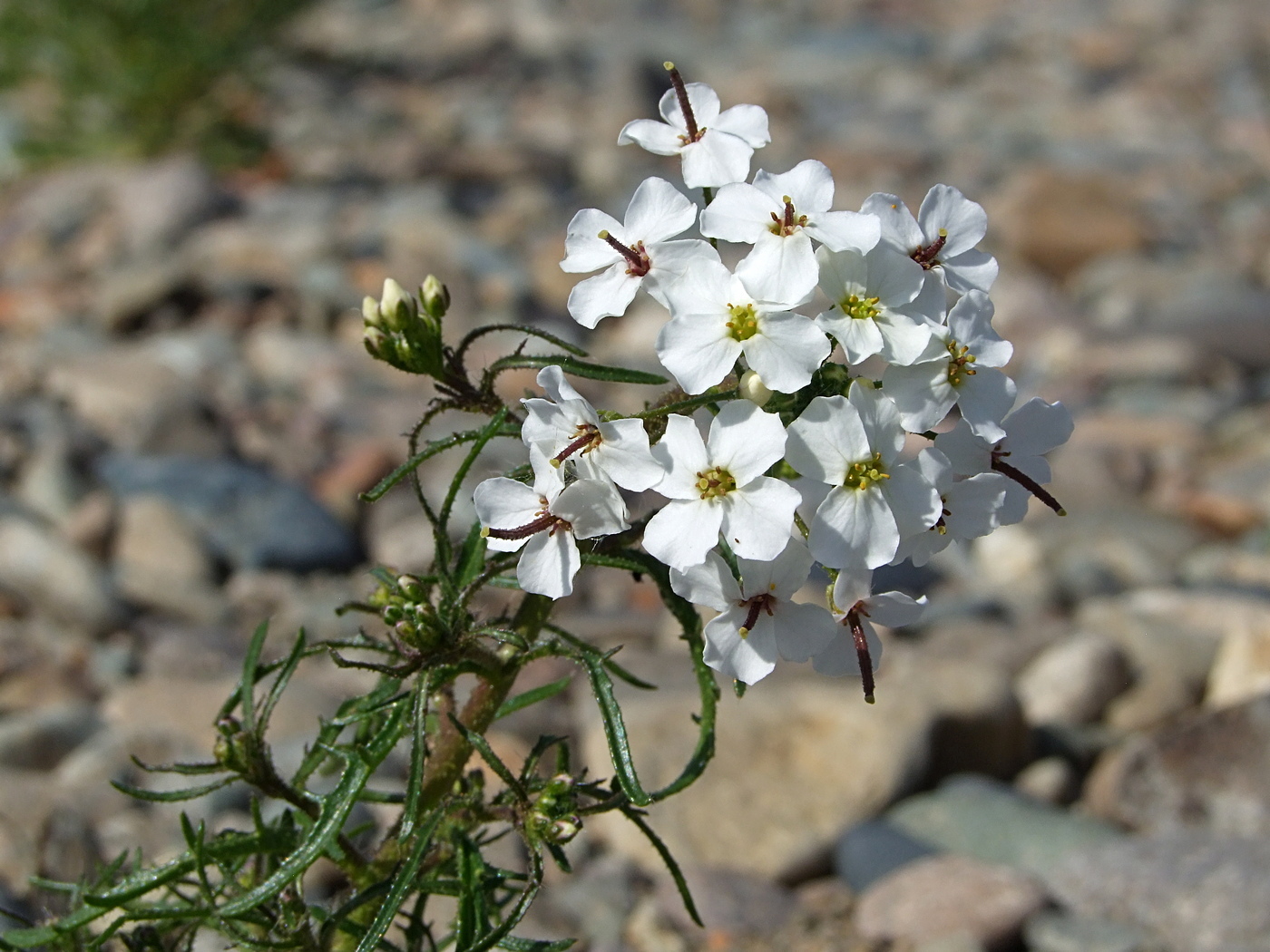 Image of Dontostemon pinnatifidus specimen.