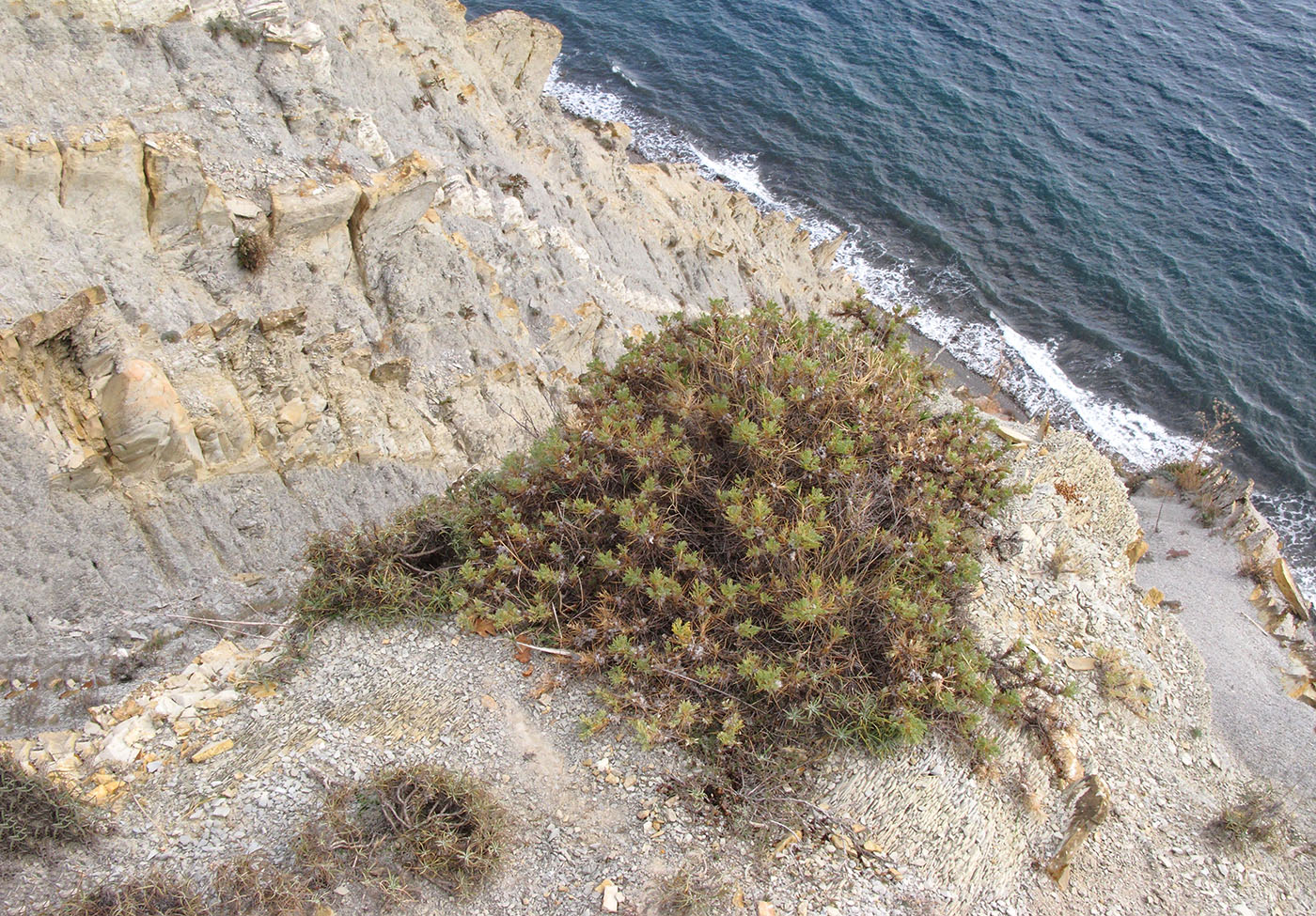 Изображение особи Astragalus arnacanthoides.