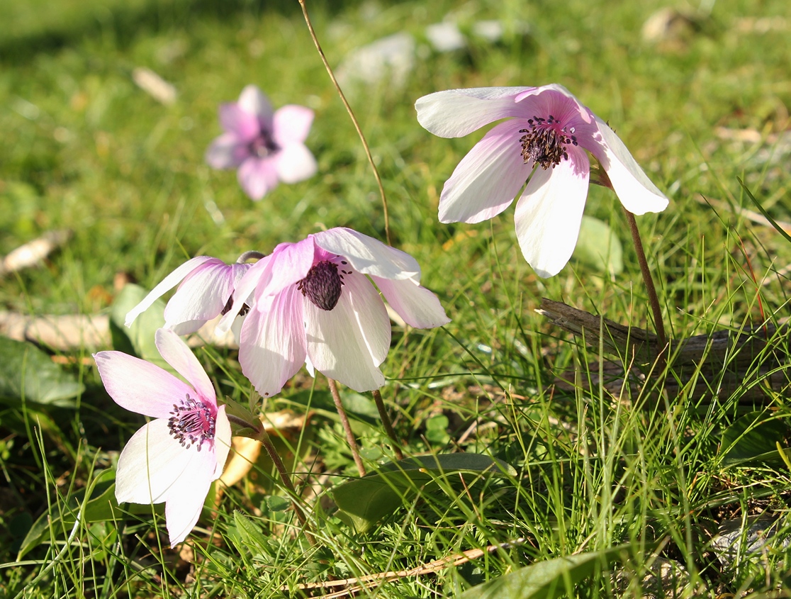 Image of Anemone coronaria specimen.