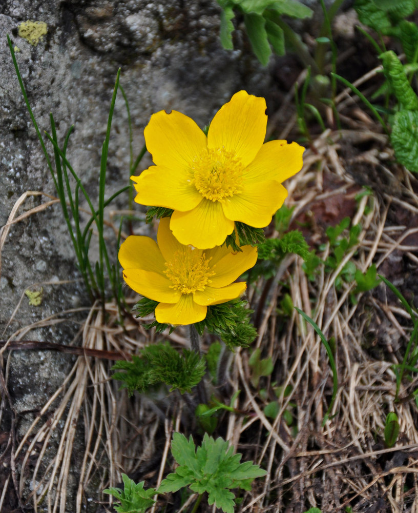 Изображение особи Pulsatilla aurea.