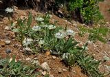 Centaurea cheiranthifolia. Цветущие растения. Абхазия, Рицинский реликтовый национальный парк, гора Агура, урочище Каменная Поляна, ≈ 2300 м н.у.м., осыпающийся склон. 14.07.2017.