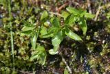 Epilobium alsinifolium. Верхушки вегетирующих побегов. Чехия, Оломоуцкий край, природный заповедник Jeseníky, субальпийский луг, выход ключа. 15.06.2017.