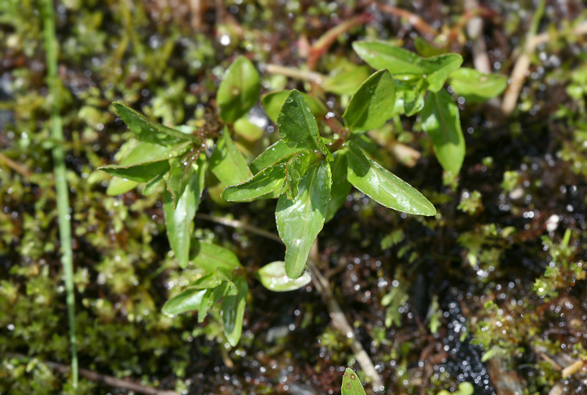 Image of Epilobium alsinifolium specimen.