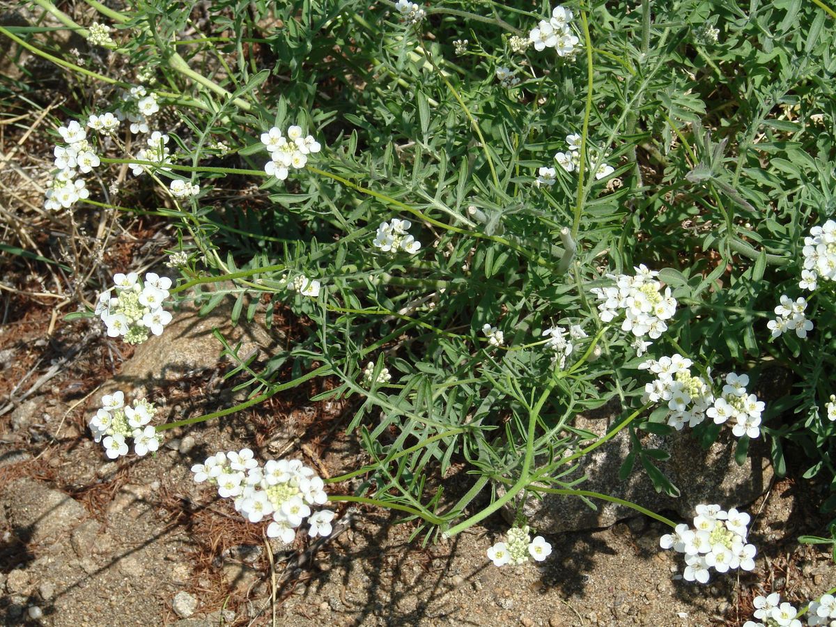 Изображение особи Smelowskia alba.