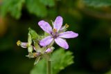 Erodium moschatum