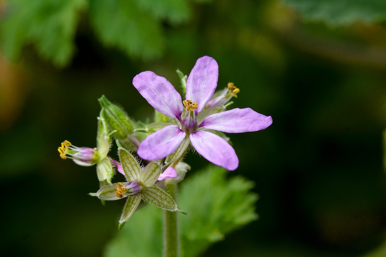 Изображение особи Erodium moschatum.