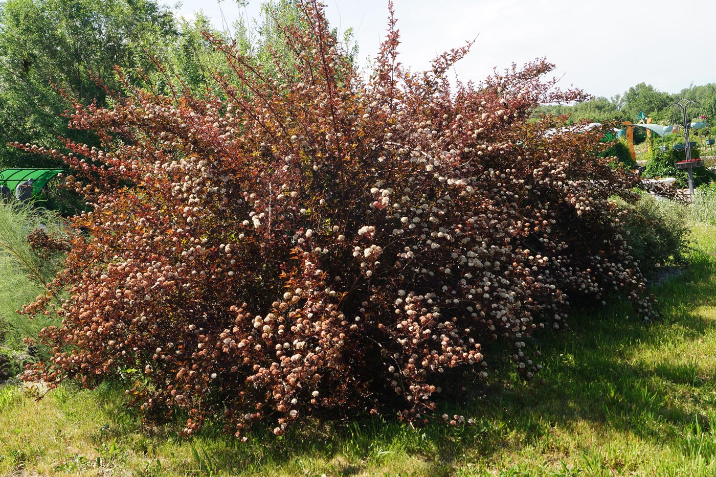 Image of Physocarpus opulifolius specimen.