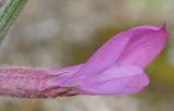 Astragalus подвид eupatoricus