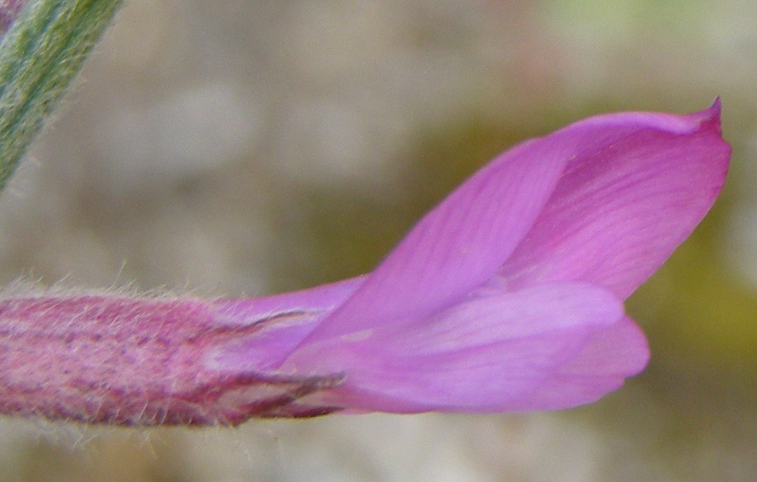 Изображение особи Astragalus varius ssp. eupatoricus.