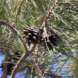 genus Pinus. Часть ветки с шишками. Ростовская обл., г. Таганрог, в сквере. 09.04.2018.