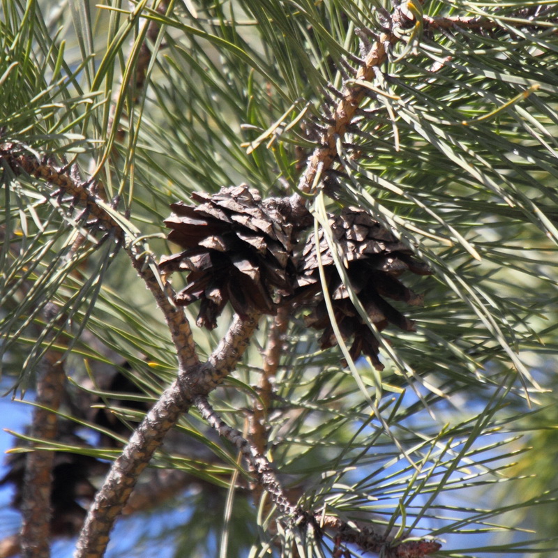 Изображение особи род Pinus.